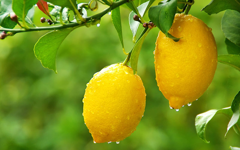 GARDEN CENTER CAPE CORAL AND LANDSCAPERS
