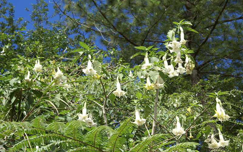 GARDEN CENTER CAPE CORAL and LANDSCAPERS