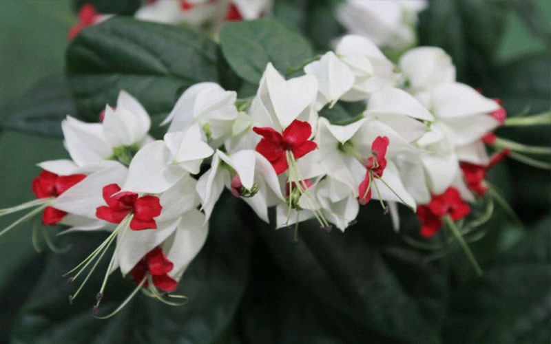 GARDEN CENTER CAPE CORAL and LANDSCAPERS