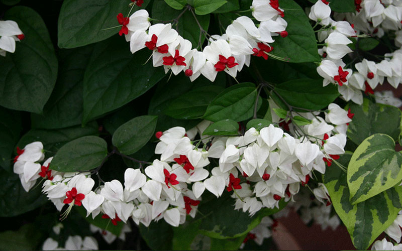 GARDEN CENTER CAPE CORAL and LANDSCAPERS