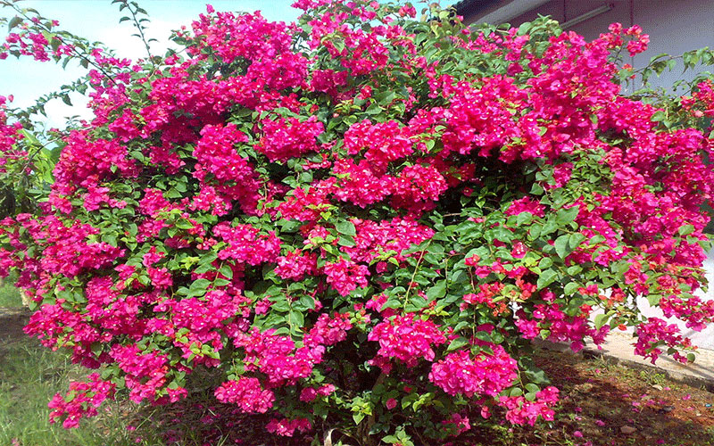 GARDEN CENTER CAPE CORAL and LANDSCAPERS