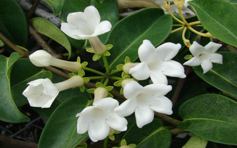 GARDEN CENTER CAPE CORAL and LANDSCAPERS