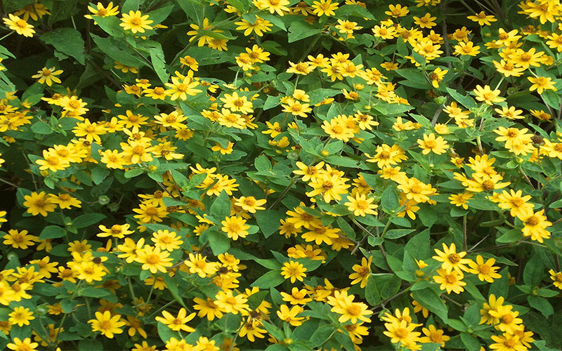 GARDEN CENTER CAPE CORAL and LANDSCAPERS