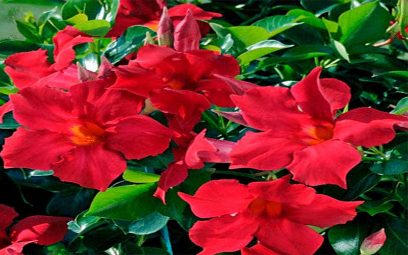 GARDEN CENTER CAPE CORAL and LANDSCAPERS