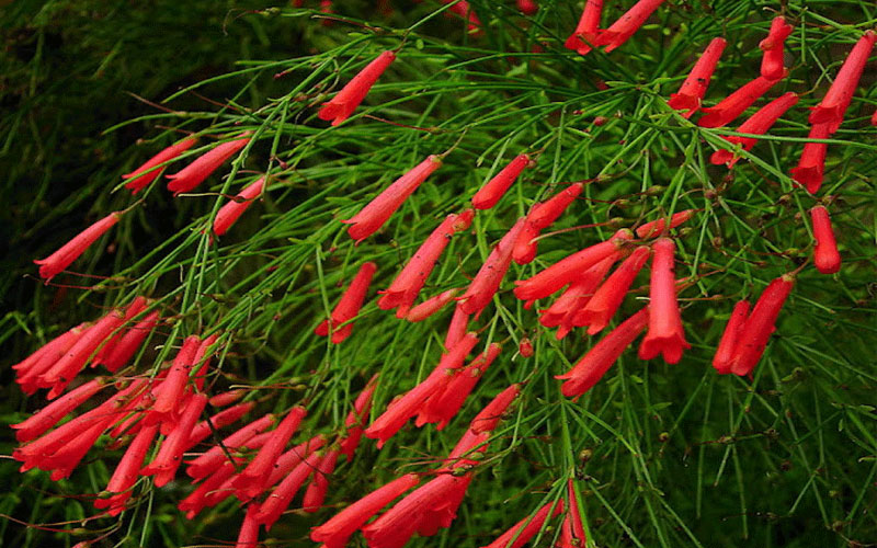 GARDEN CENTER CAPE CORAL and LANDSCAPERS