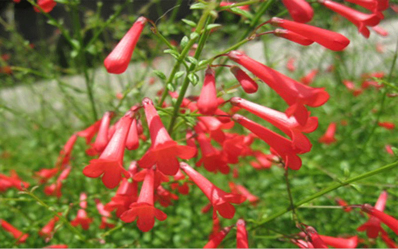 GARDEN CENTER CAPE CORAL and LANDSCAPERS