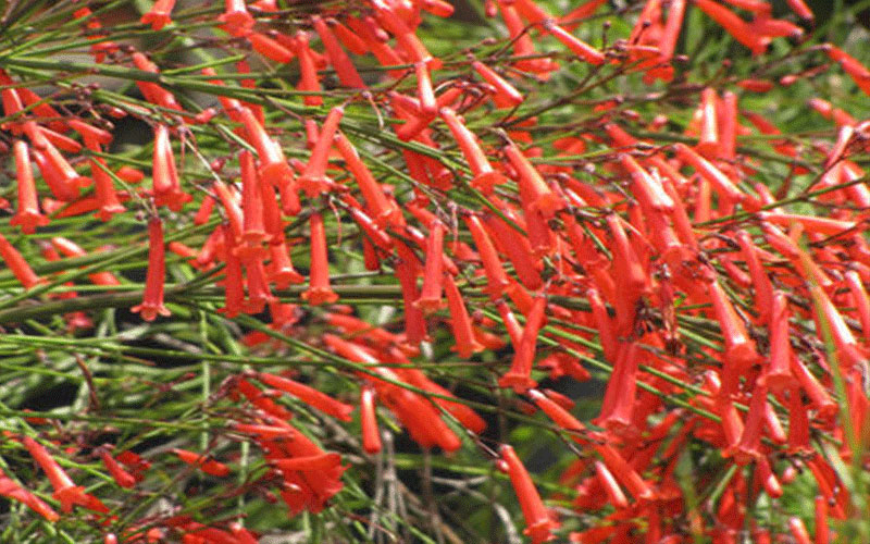 GARDEN CENTER CAPE CORAL and LANDSCAPERS