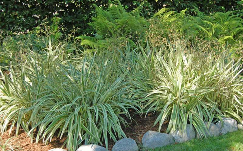 GARDEN CENTER CAPE CORAL and LANDSCAPERS