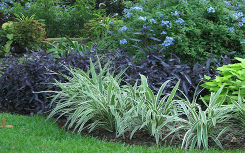 GARDEN CENTER CAPE CORAL and LANDSCAPERS