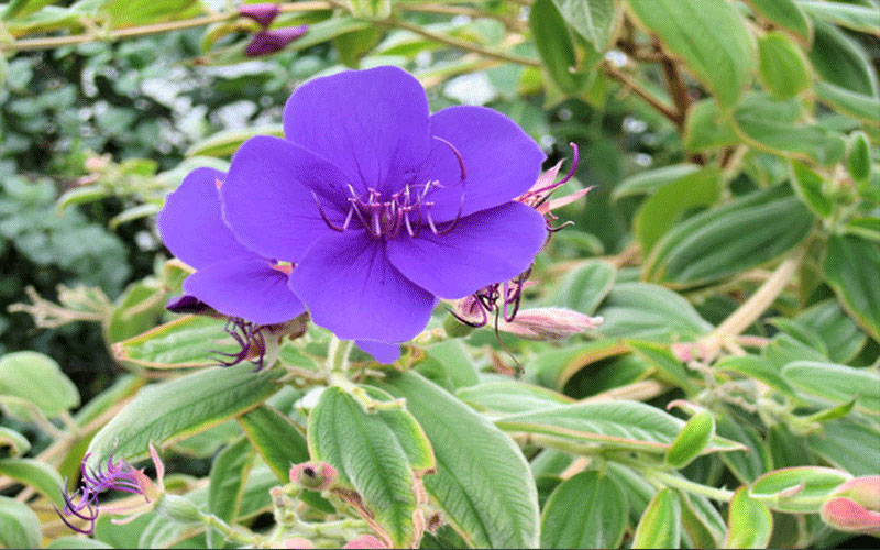 GARDEN CENTER CAPE CORAL and LANDSCAPERS