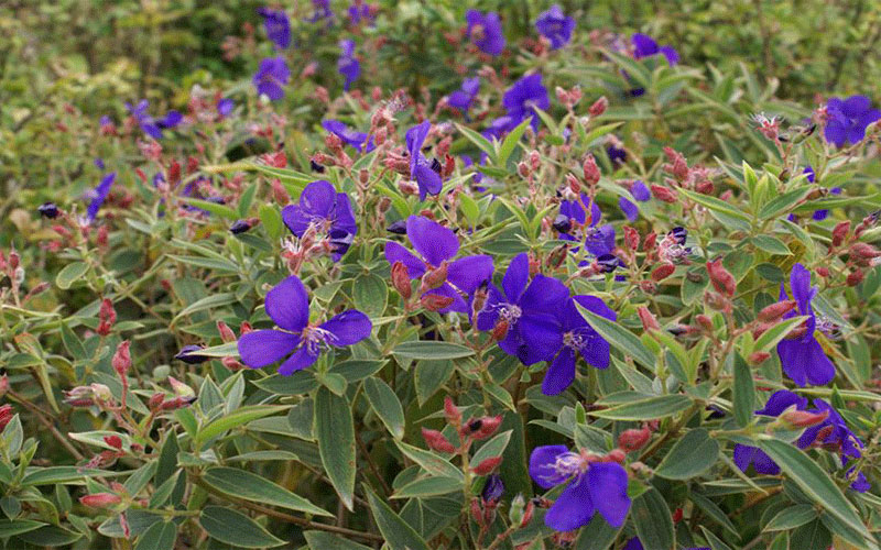 GARDEN CENTER CAPE CORAL and LANDSCAPERS