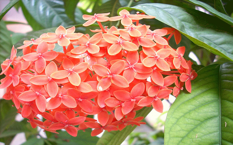 GARDEN CENTER CAPE CORAL and LANDSCAPERS