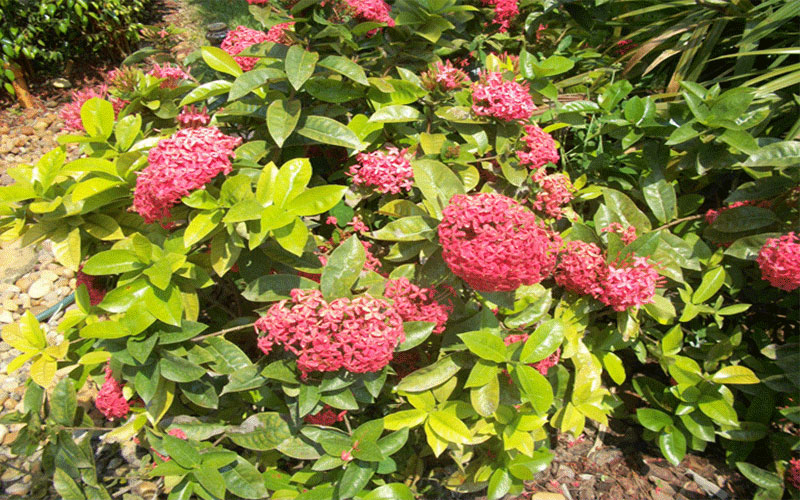 GARDEN CENTER CAPE CORAL and LANDSCAPERS