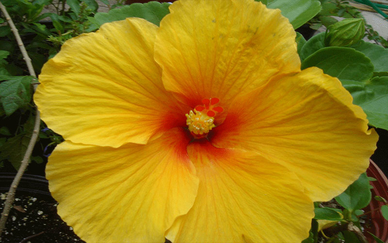 GARDEN CENTER CAPE CORAL and LANDSCAPERS