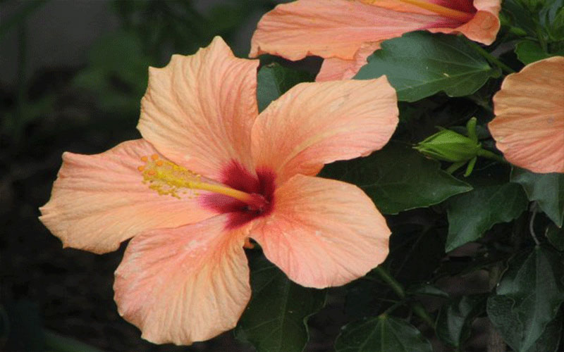 GARDEN CENTER CAPE CORAL and LANDSCAPERS