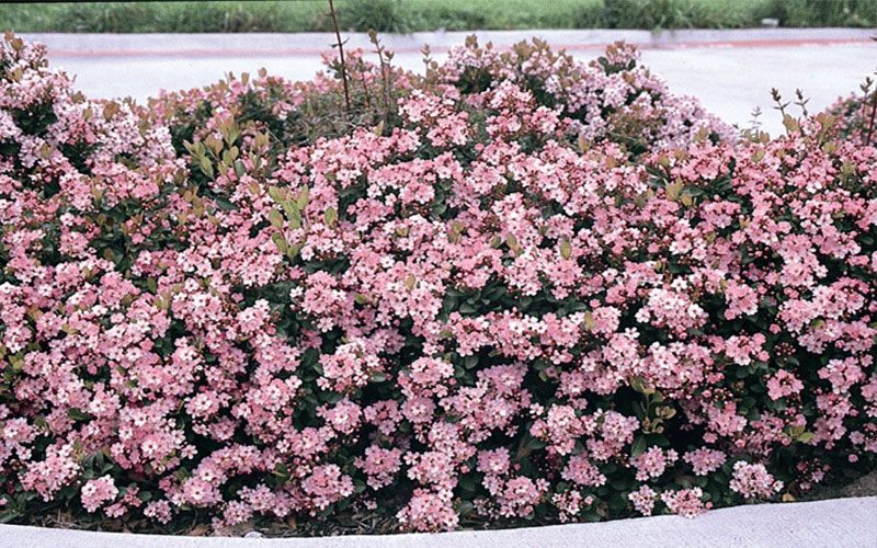 GARDEN CENTER CAPE CORAL and LANDSCAPERS