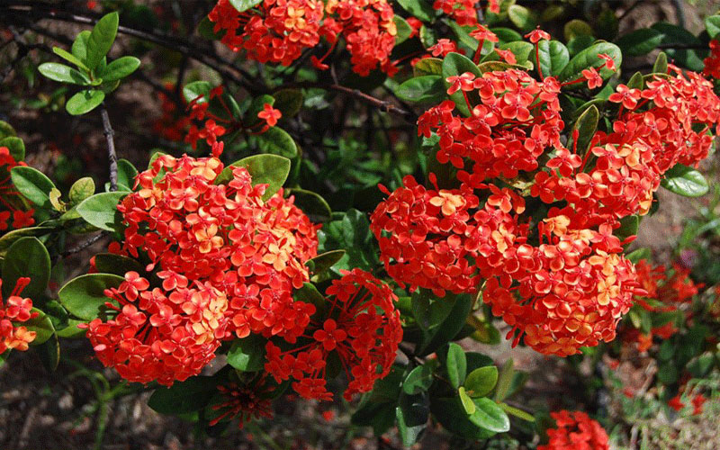 GARDEN CENTER CAPE CORAL and LANDSCAPERS