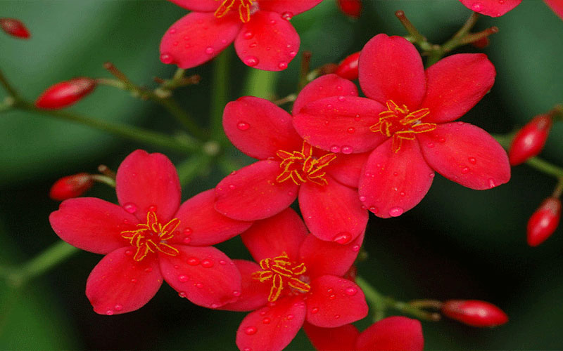 GARDEN CENTER CAPE CORAL and LANDSCAPERS