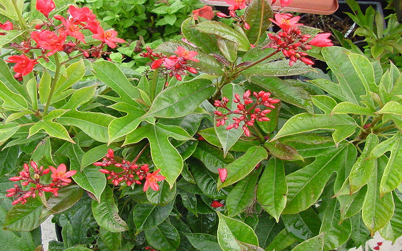 GARDEN CENTER CAPE CORAL and LANDSCAPERS