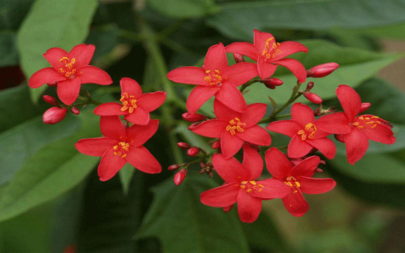 GARDEN CENTER CAPE CORAL and LANDSCAPERS