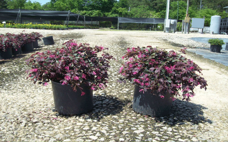 GARDEN CENTER CAPE CORAL and LANDSCAPERS