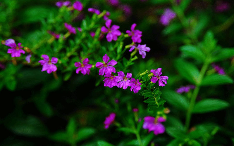 GARDEN CENTER CAPE CORAL and LANDSCAPERS