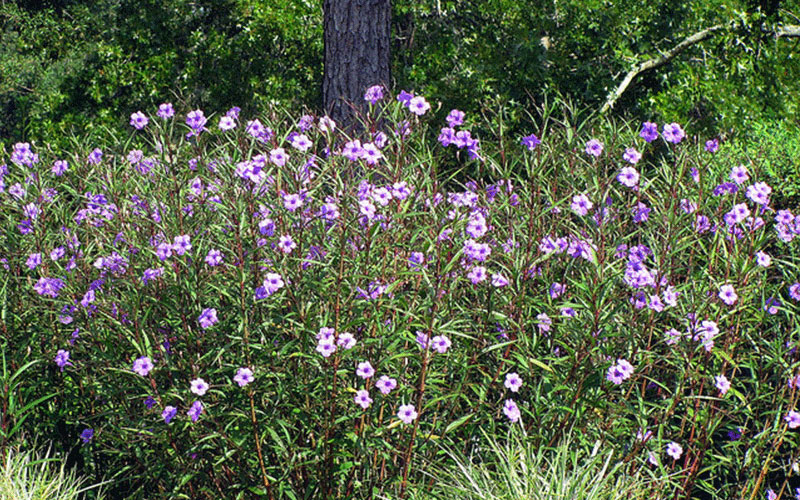 GARDEN CENTER CAPE CORAL and LANDSCAPERS