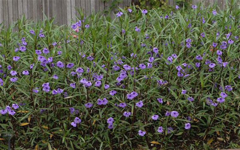 GARDEN CENTER CAPE CORAL and LANDSCAPERS