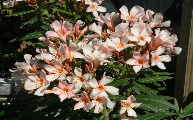 GARDEN CENTER CAPE CORAL and LANDSCAPERS