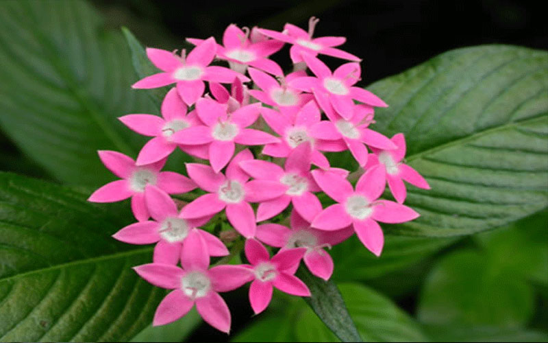 GARDEN CENTER CAPE CORAL and LANDSCAPERS