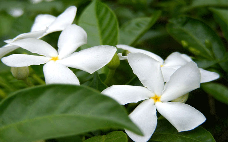 GARDEN CENTER NORTH FORT MYERS