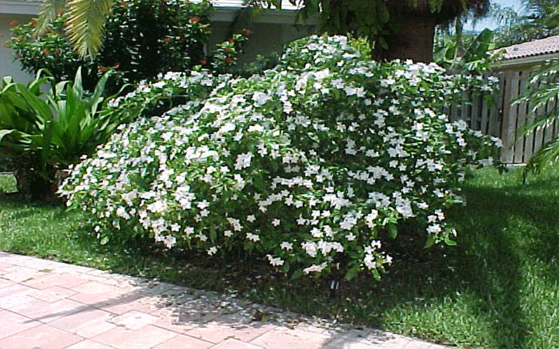 GARDEN CENTER NORTH FORT MYERS