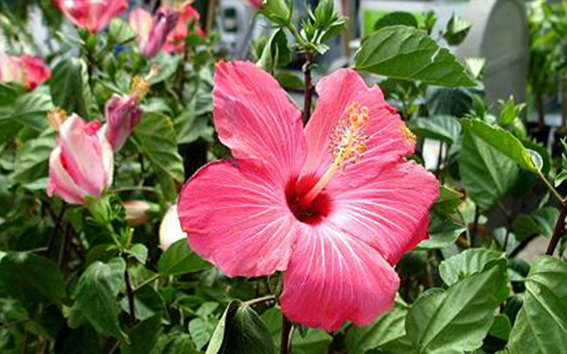 GARDEN CENTER CAPE CORAL and LANDSCAPERS