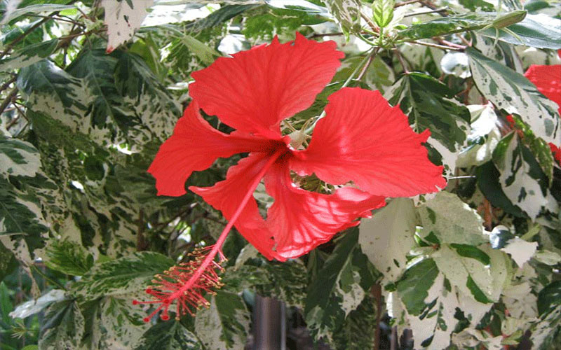 GARDEN CENTER CAPE CORAL and LANDSCAPERS