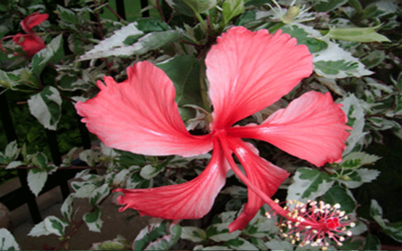 GARDEN CENTER CAPE CORAL and LANDSCAPERS