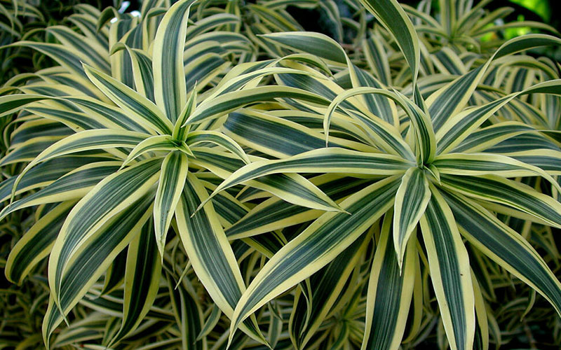 GARDEN CENTER CAPE CORAL and LANDSCAPERS