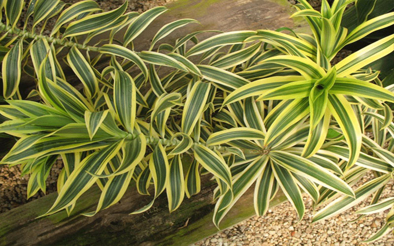 GARDEN CENTER CAPE CORAL and LANDSCAPERS