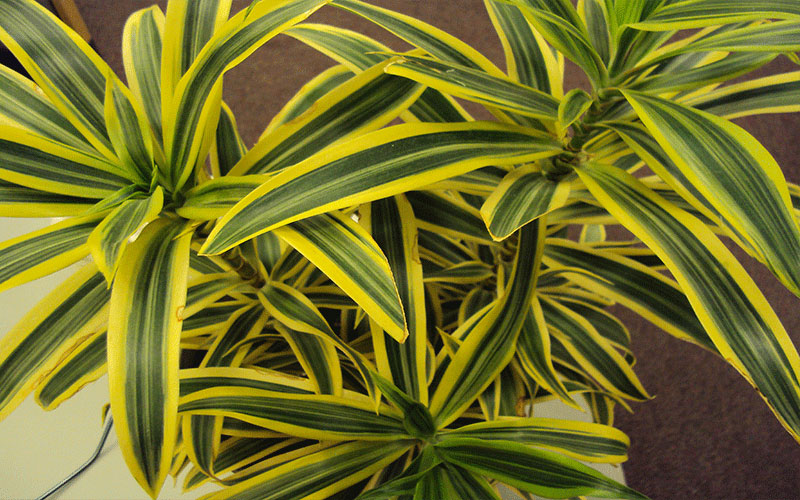 GARDEN CENTER CAPE CORAL and LANDSCAPERS