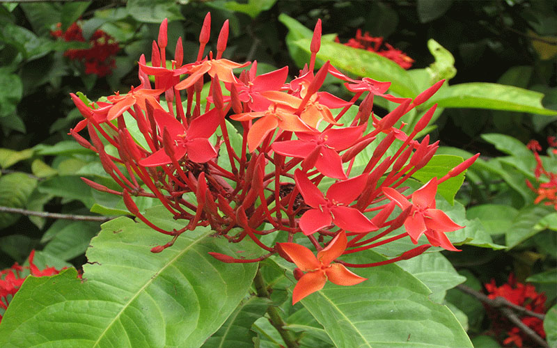 GARDEN CENTER CAPE CORAL and LANDSCAPERS