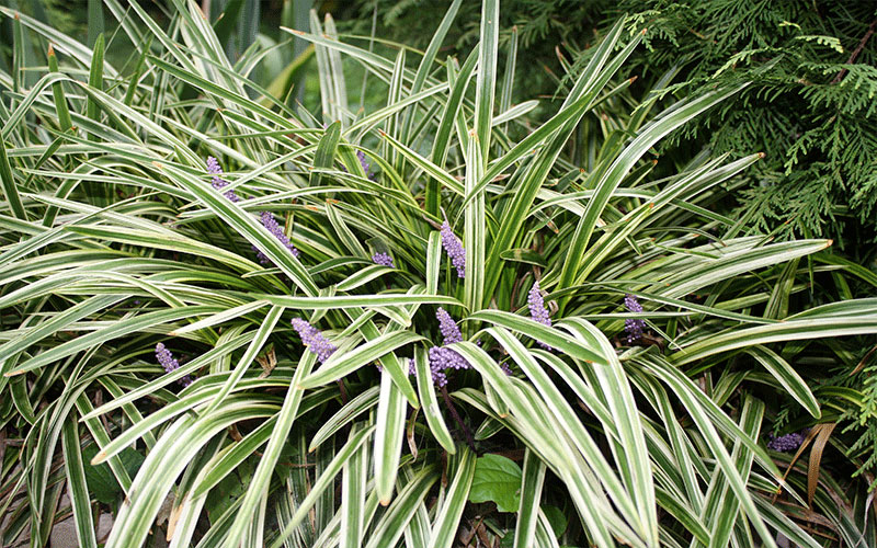 GARDEN CENTER CAPE CORAL and LANDSCAPERS