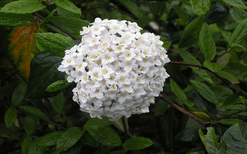 GARDEN CENTER CAPE CORAL and LANDSCAPERS