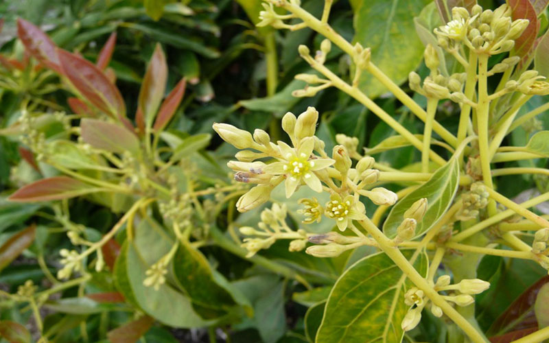 GARDEN CENTER CAPE CORAL and LANDSCAPERS