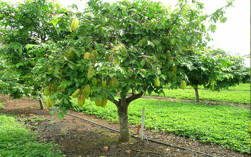 GARDEN CENTER CAPE CORAL AND LANDSCAPERS