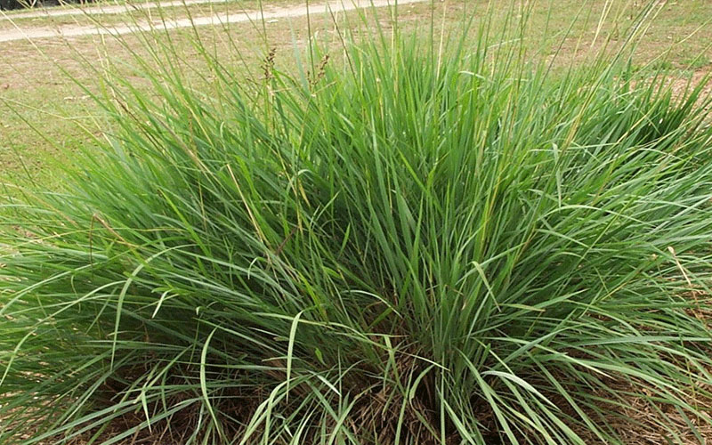 GARDEN CENTER CAPE CORAL and LANDSCAPERS