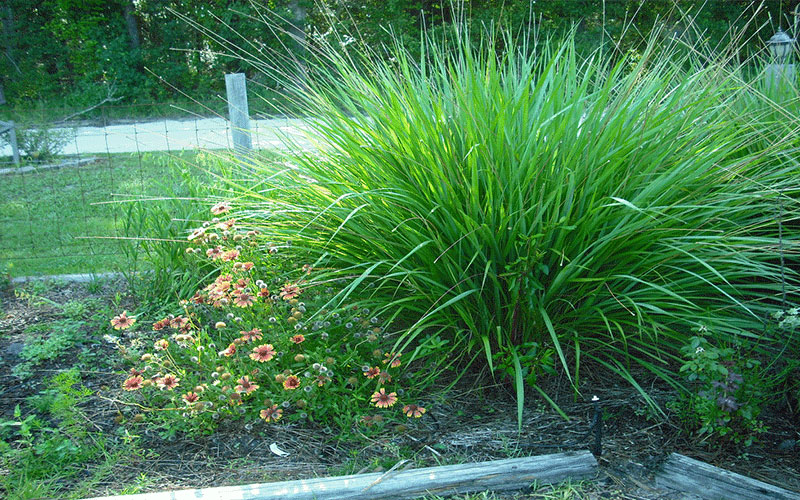 GARDEN CENTER CAPE CORAL and LANDSCAPERS
