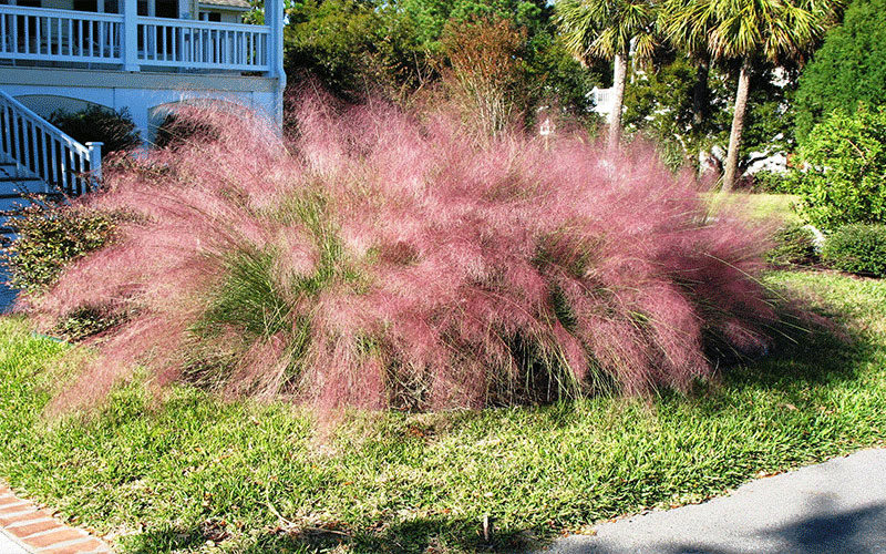 GARDEN CENTER CAPE CORAL and LANDSCAPERS