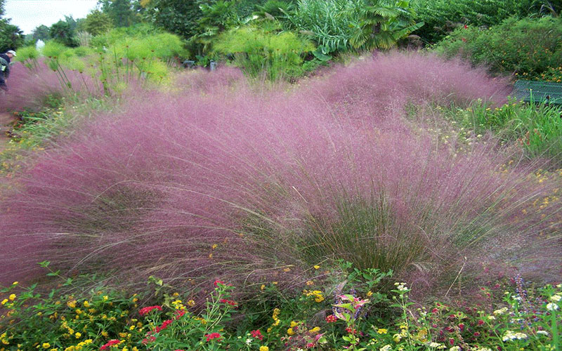 GARDEN CENTER CAPE CORAL and LANDSCAPERS