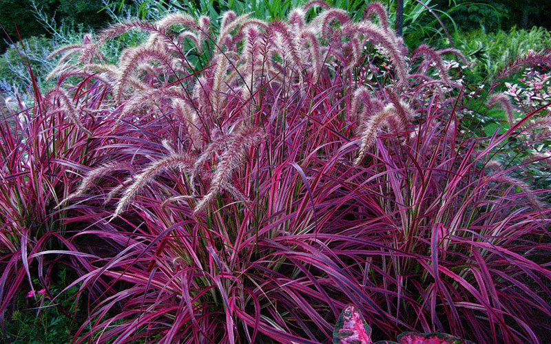 GARDEN CENTER CAPE CORAL and LANDSCAPERS