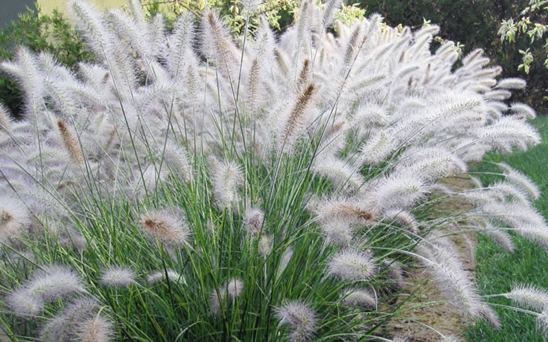 GARDEN CENTER CAPE CORAL and LANDSCAPERS
