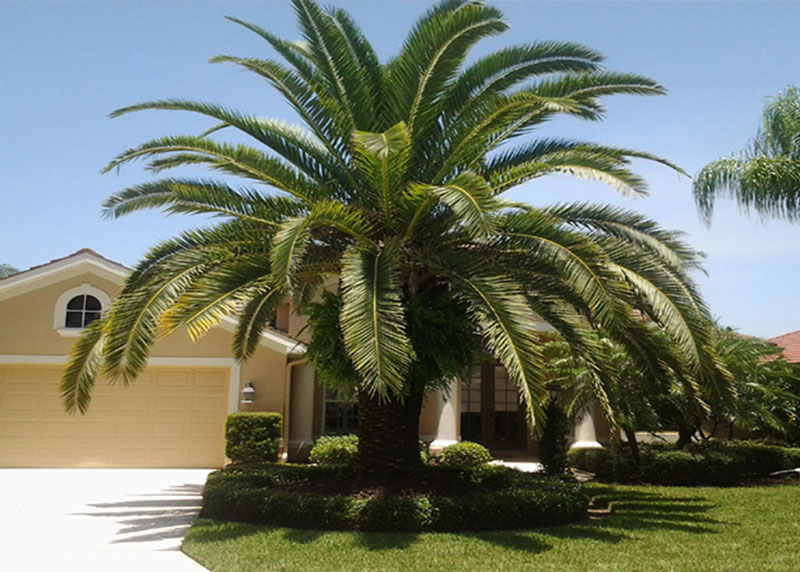 GARDEN CENTER CAPE CORAL and LANDSCAPERS